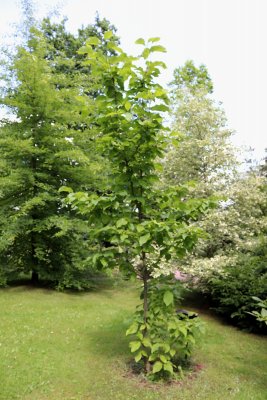 Magnolia x denudata 'Yellow River' - magnólie, šácholan obnažený - celek